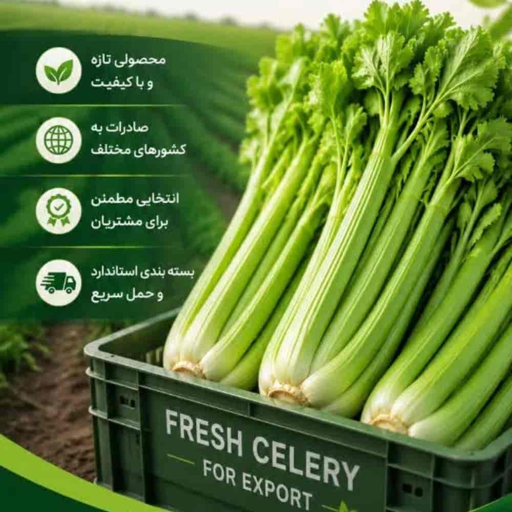 کرفس تازه و باکیفیت