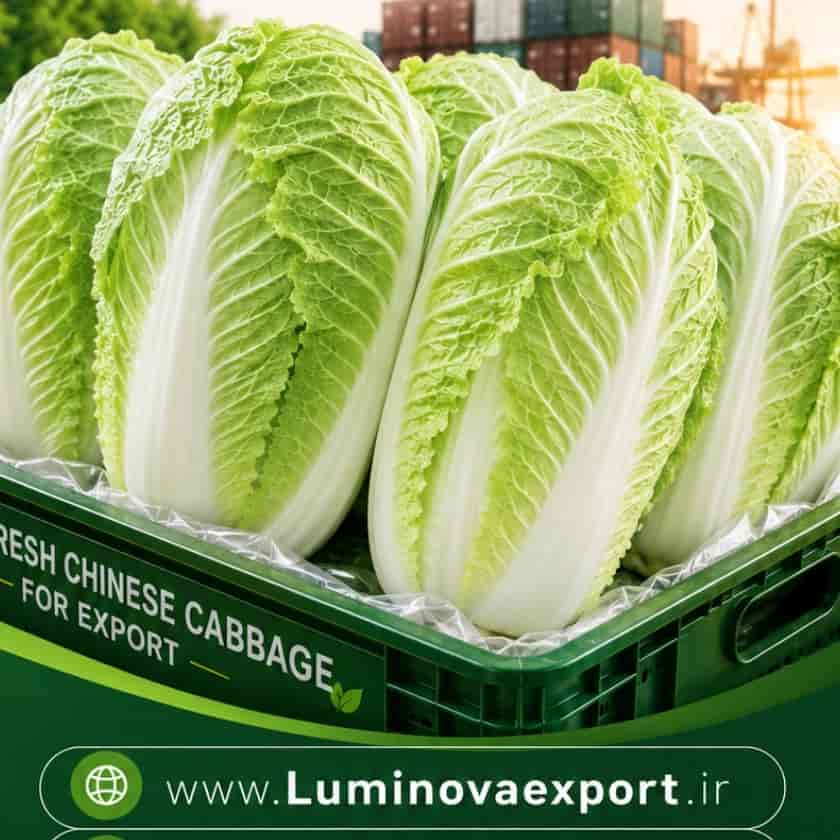 Roman Chinese lettuce
