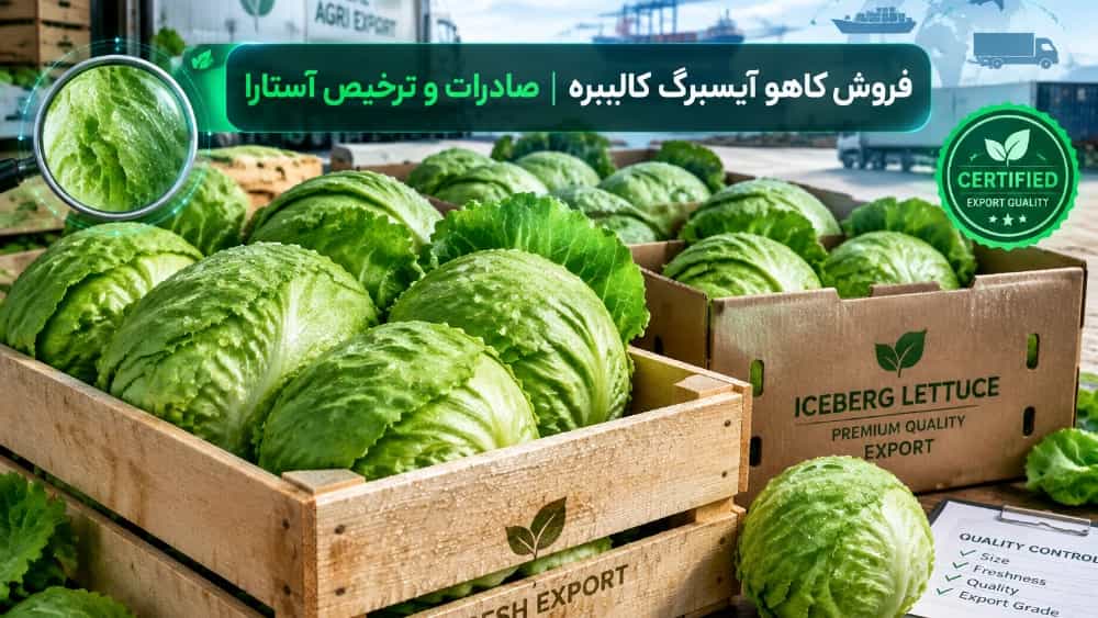 Astara temizliği için zararlılardan arındırılmış sertifikalı kalibre edilmiş buzdağı marul satışı